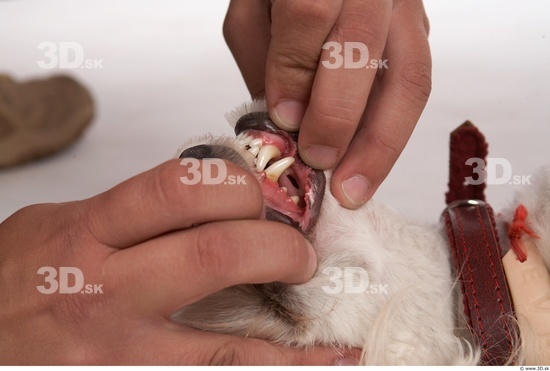 Whole Body Teeth Dog Animal photo references