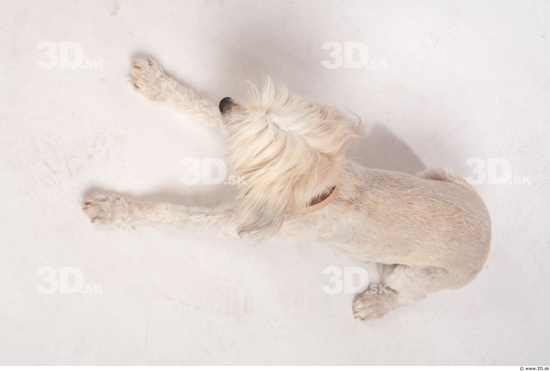 Whole Body Dog Animal photo references