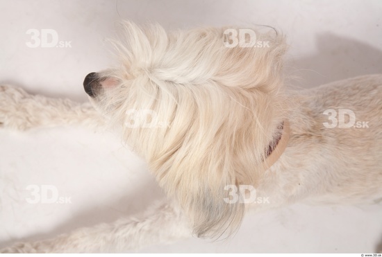 Whole Body Head Dog Animal photo references