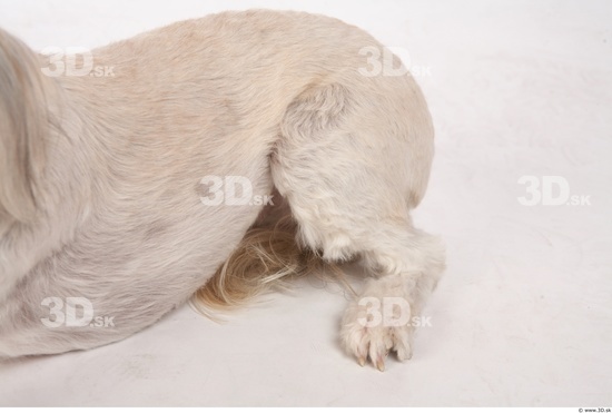 Leg Whole Body Dog Animal photo references