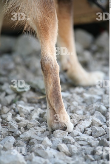 Leg Dog