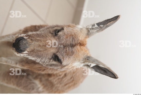 Head Kangaroo