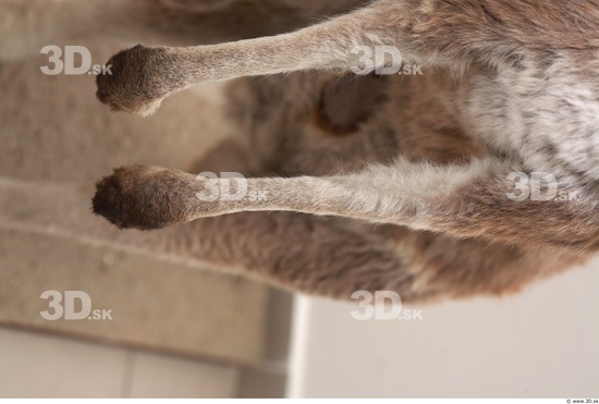 Hand Kangaroo