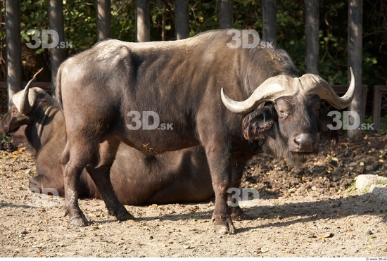 Whole Body Buffalo Animal photo references