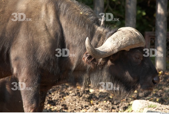 Whole Body Buffalo Animal photo references