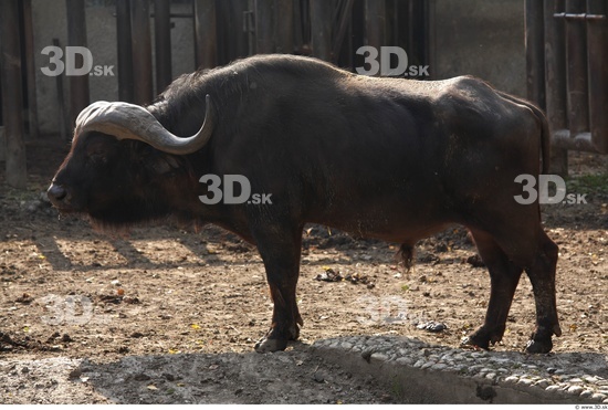 Whole Body Buffalo Animal photo references