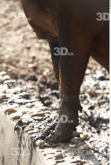 Whole Body Buffalo Animal photo references