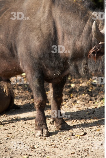 Whole Body Buffalo Animal photo references