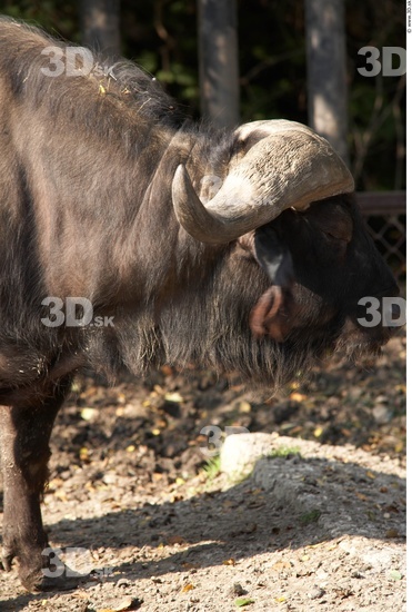 Whole Body Buffalo Animal photo references