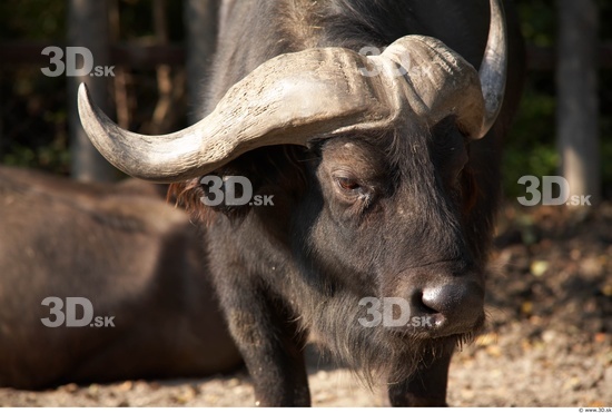 Whole Body Head Buffalo Animal photo references