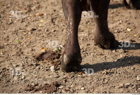 Foot Whole Body Buffalo Animal photo references