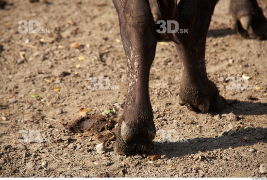 Foot Whole Body Buffalo Animal photo references