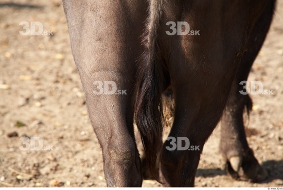 Whole Body Tail Buffalo Animal photo references