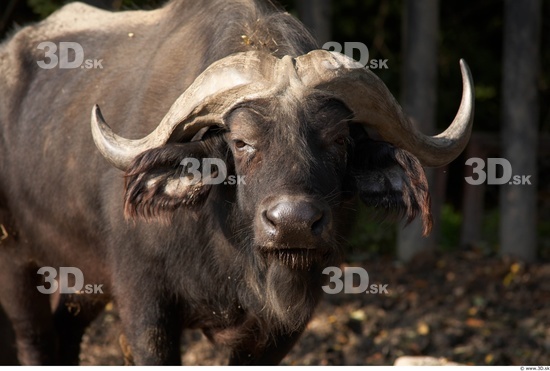 Whole Body Head Buffalo Animal photo references