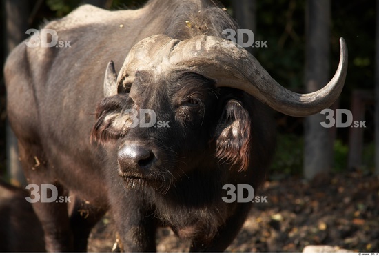 Whole Body Head Buffalo Animal photo references