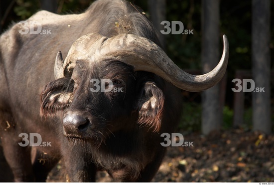 Whole Body Head Buffalo Animal photo references