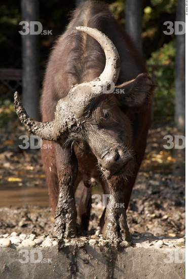 Whole Body Buffalo Animal photo references