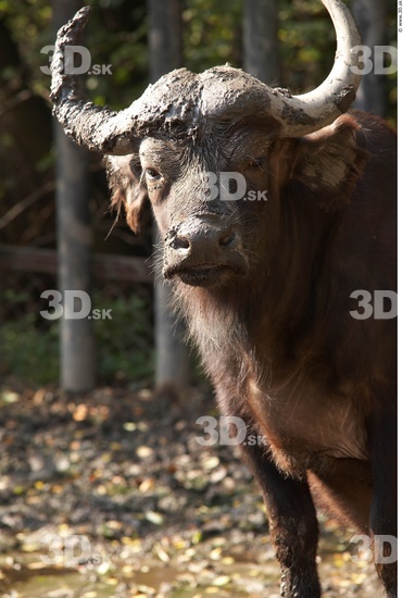 Whole Body Head Buffalo Animal photo references