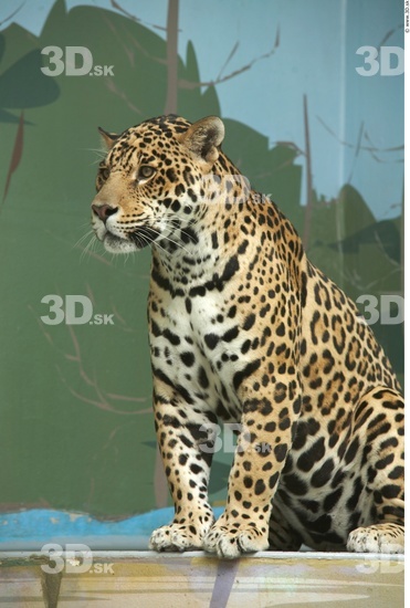 Head Jaguar