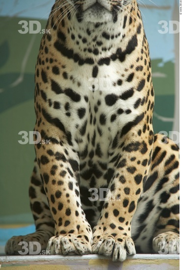 Leg Jaguar