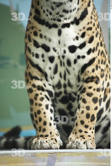 Leg Jaguar