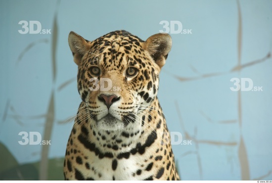 Head Jaguar