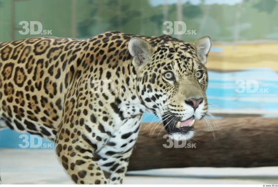 Head Jaguar