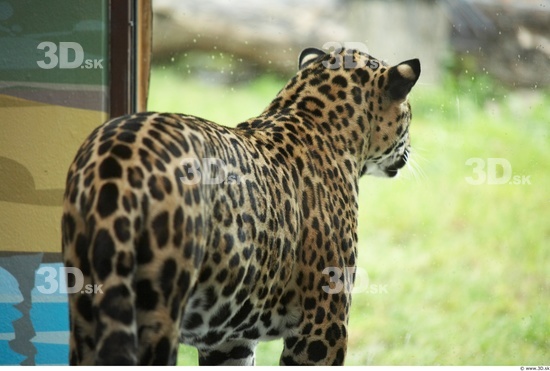 Upper Body Jaguar