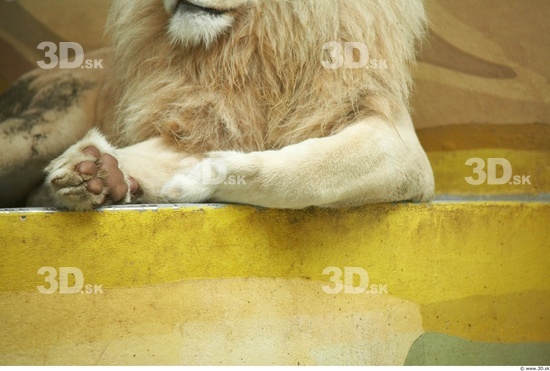 Leg Lion