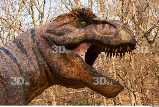 Head Dinosaurus-Thyranosaurus