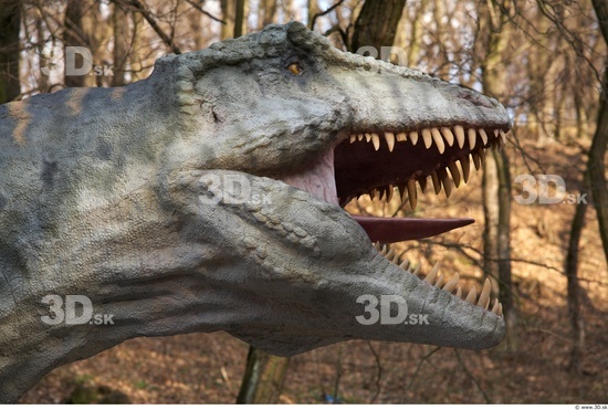 Head Dinosaurus-Gigantosaurus