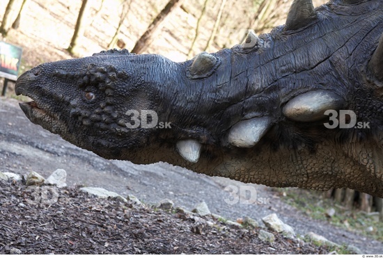 Head Dinosaurus-Sauropelta