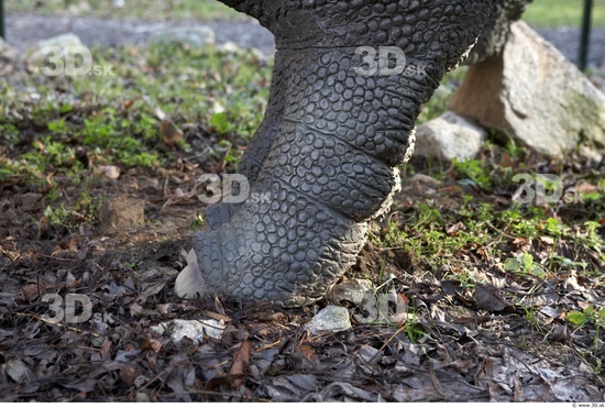 Foot Dinosaurus-Sauropelta