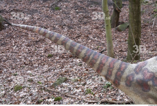 Whole Body Tail Dinosaurus-Saurian Animal photo references