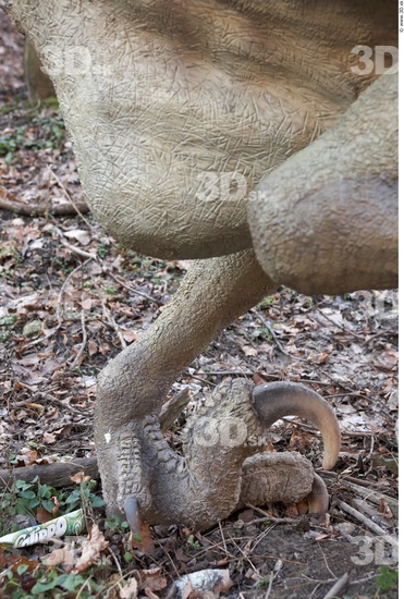 Foot Whole Body Dinosaurus-Saurian Animal photo references