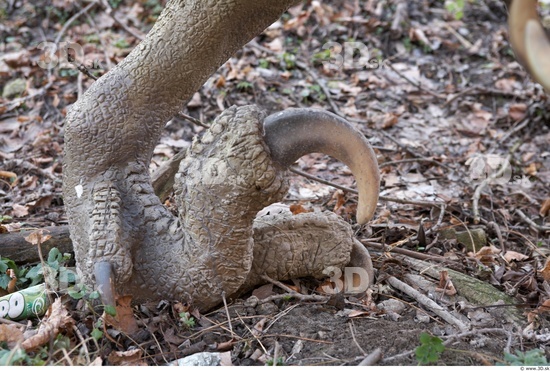 Foot Whole Body Dinosaurus-Saurian Animal photo references