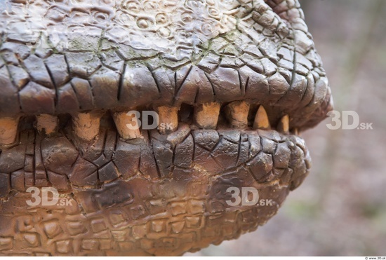 Whole Body Teeth Dinosaurus-Saurian Animal photo references