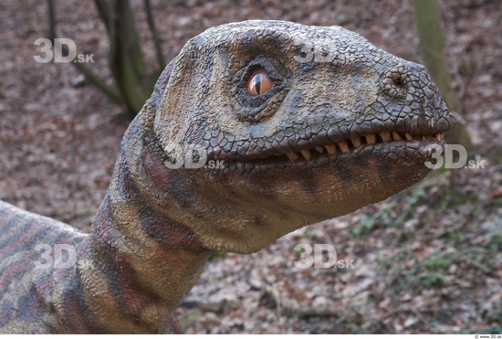 Whole Body Head Dinosaurus-Saurian Animal photo references