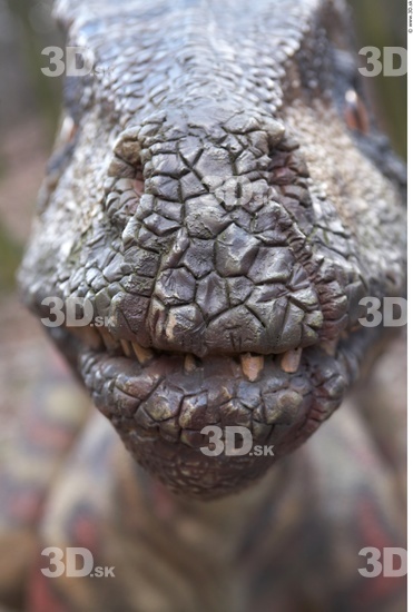 Nose Whole Body Dinosaurus-Saurian Animal photo references