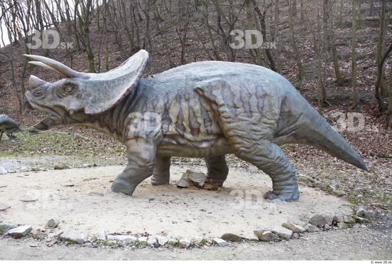 Whole Body Dinosaurus-Triceratops Animal photo references