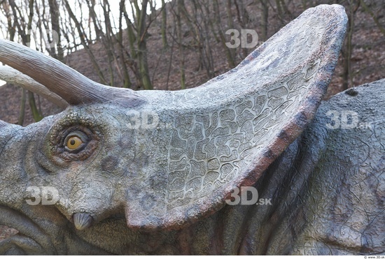 Whole Body Head Dinosaurus-Triceratops Animal photo references