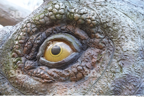 Eye Whole Body Dinosaurus-Triceratops Animal photo references