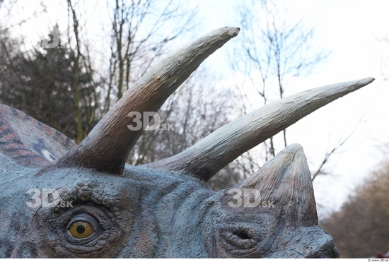 Whole Body Teeth Dinosaurus-Triceratops Animal photo references