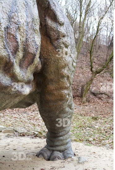 Leg Whole Body Dinosaurus-Triceratops Animal photo references