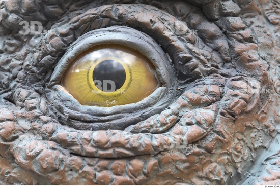 Eye Whole Body Dinosaurus-Triceratops Animal photo references