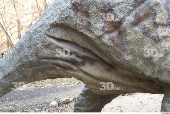 Whole Body Tail Dinosaurus-Triceratops Animal photo references