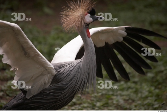 Upper Body Bird