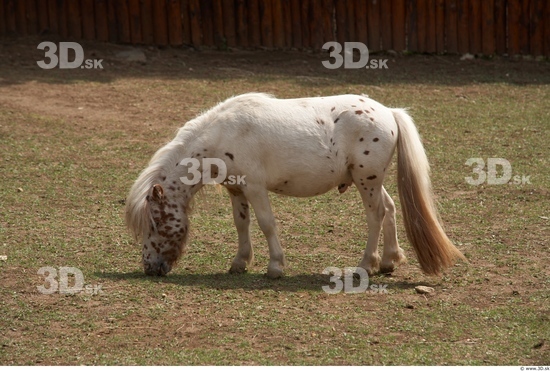 Whole Body Pony