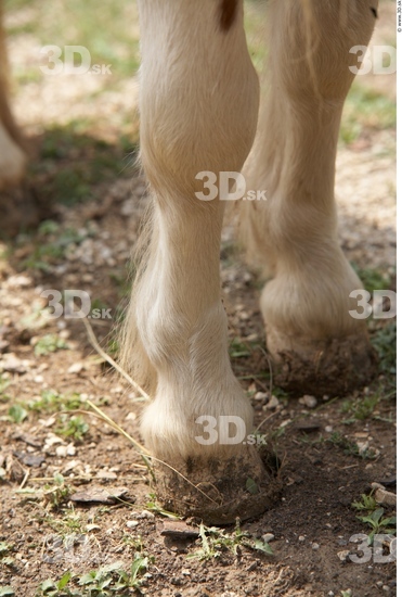 Calf Pony