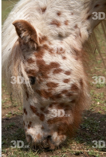 Head Pony